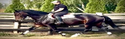 Allround hästar till salu: Amika–5yo.Silesian Warmblood Mare|169cm|Allrounder - Annons 1