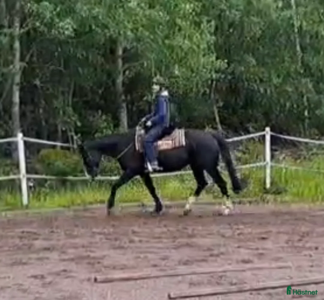  medryttarhäst finnes: Söker rutinerad medryttare  - Annons 1