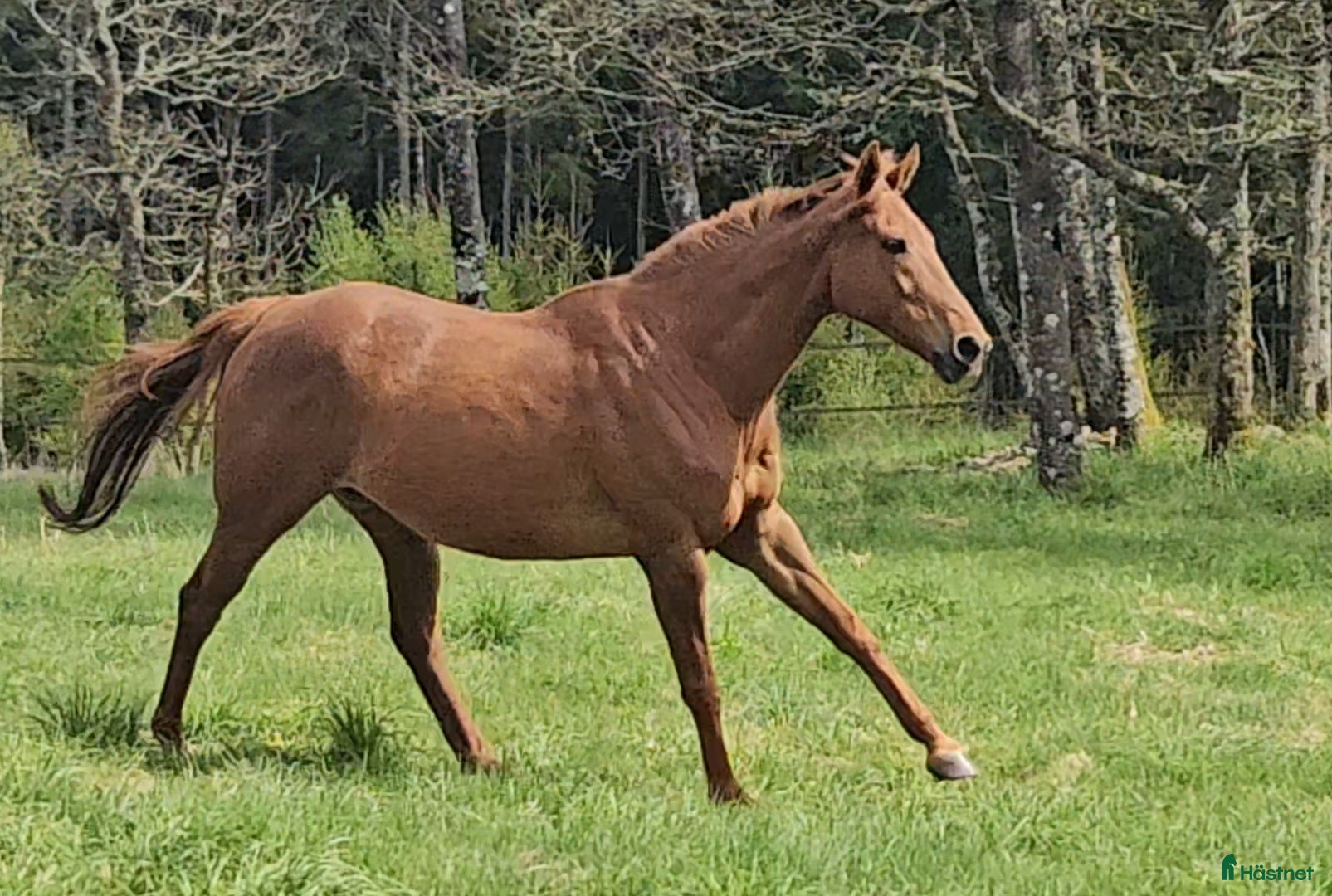  hästar Embryo-sto till avel - Annons 4
