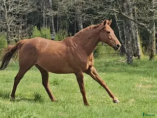 hästar Embryo-sto till avel - Annons 4
