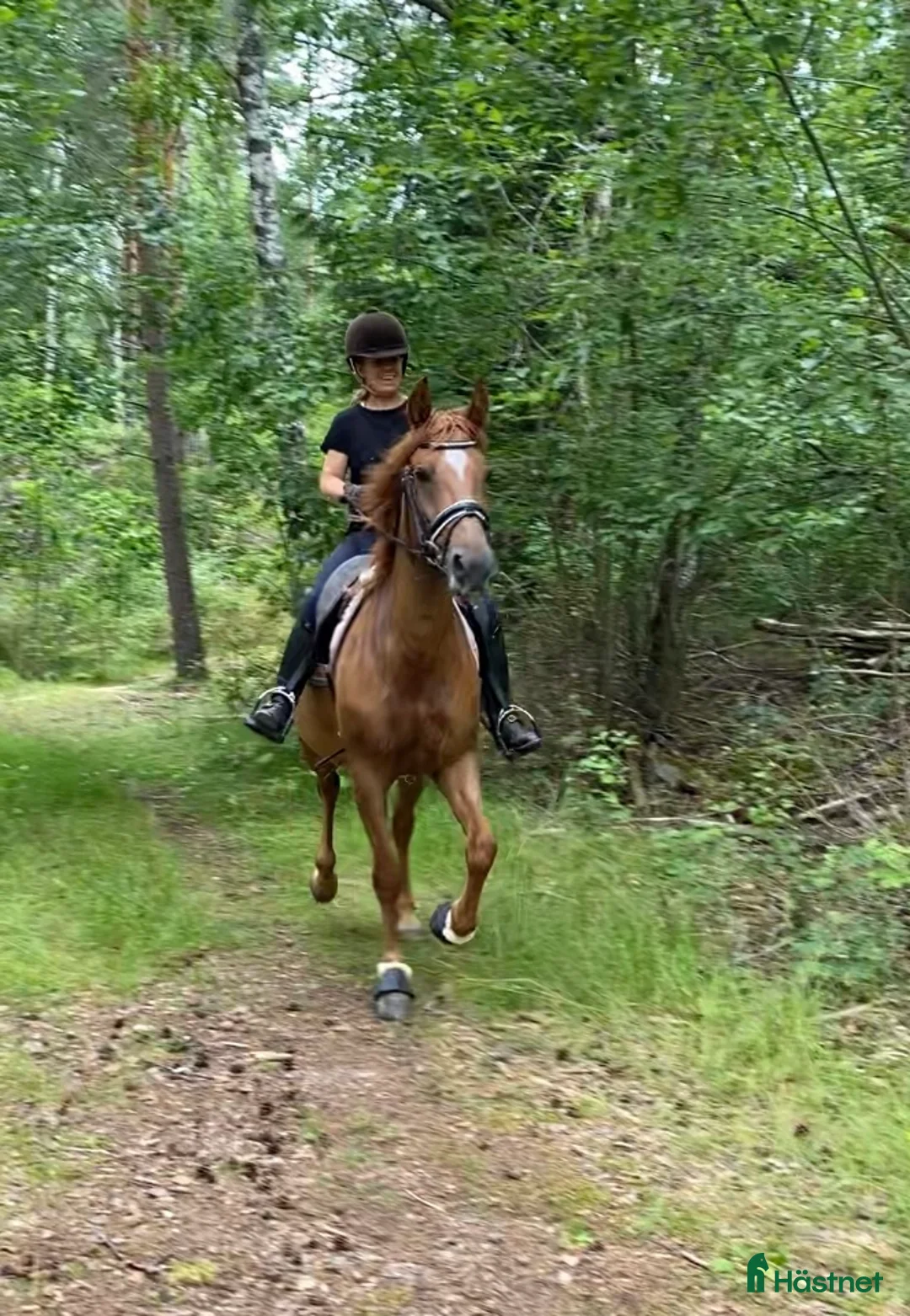 Allround hästar till salu: Trevligt ponnysto i Pargas - Annons 3