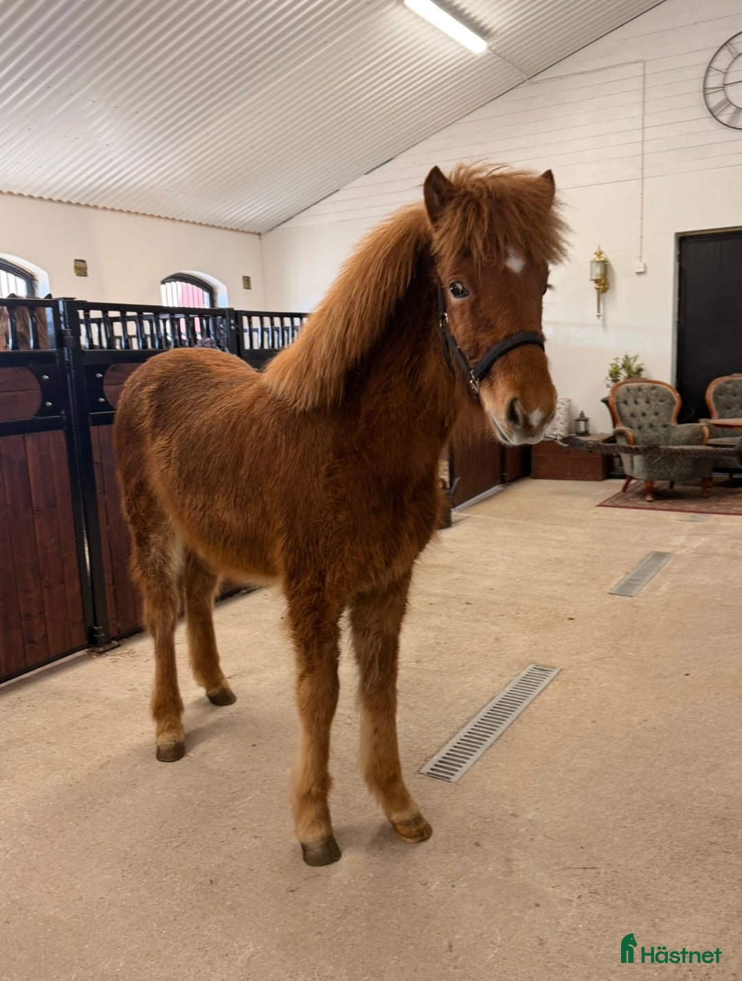 Island hästar till salu: Kille för framtiden  - Annons 6