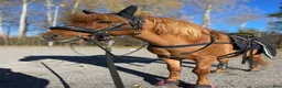 Allround hästar till salu: Läromästare söker ny ryttare/ kusk - Annons 4