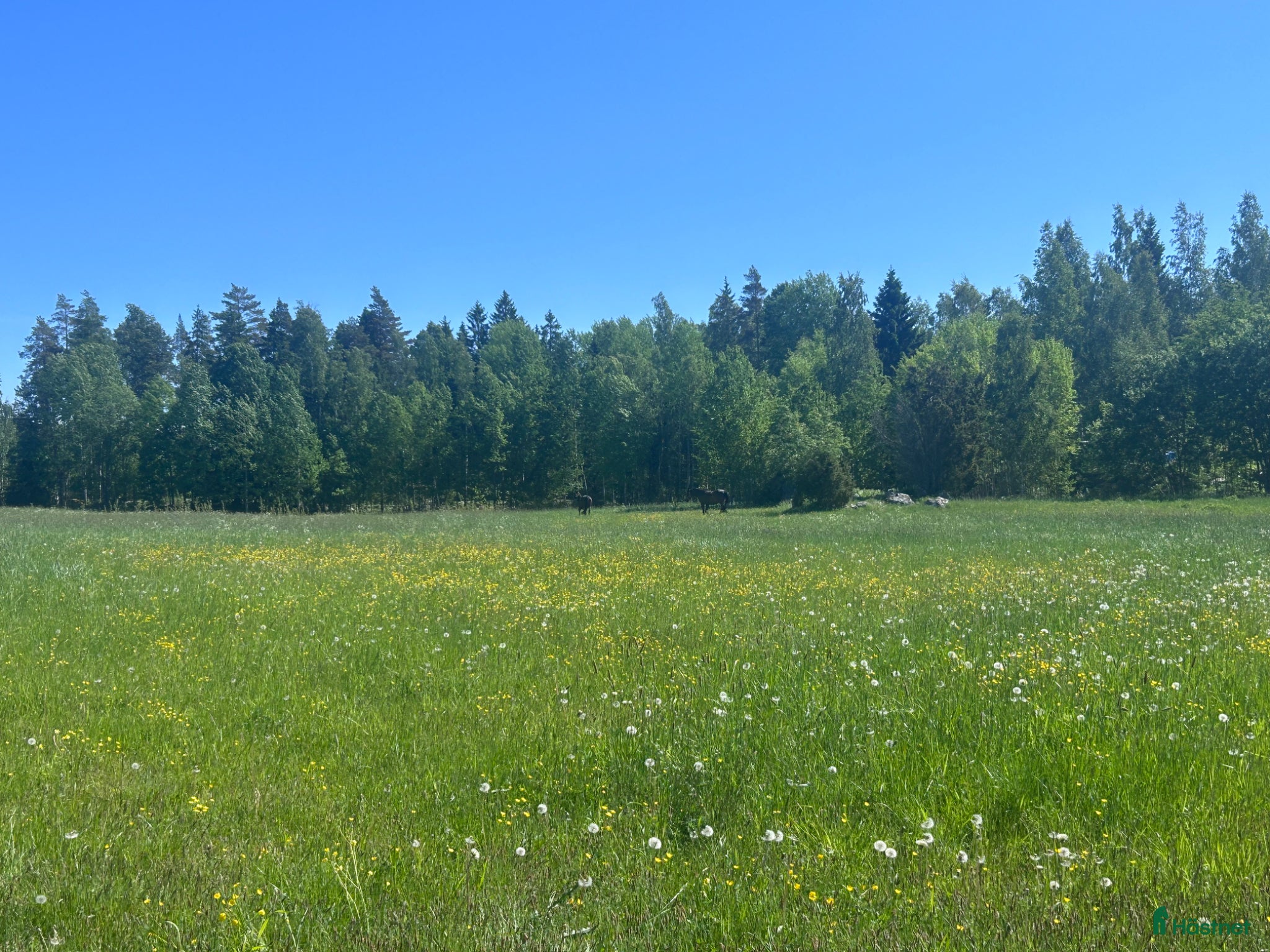  stallplats finnes: Sommarbete/rehab/pensionärsboende för hästar - Annons 3
