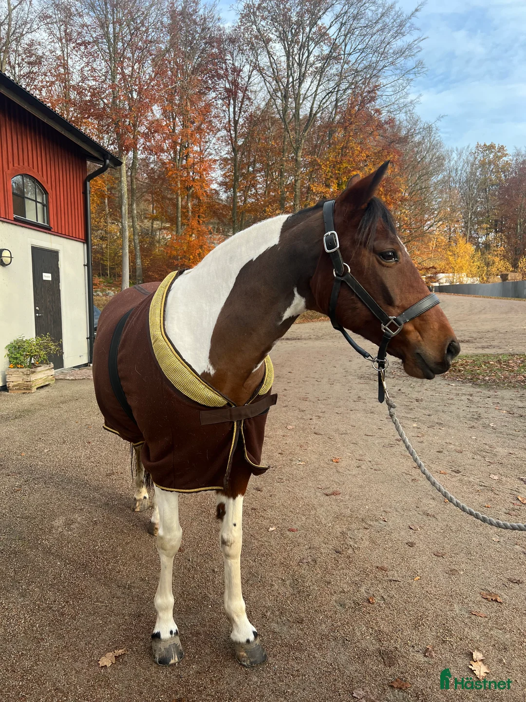 Allround hästar till salu: Hobbyponny i Ingelstad - Annons 1