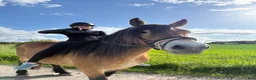 Allround hästar till salu: Lugn Nordsvensk bruks - Annons 3