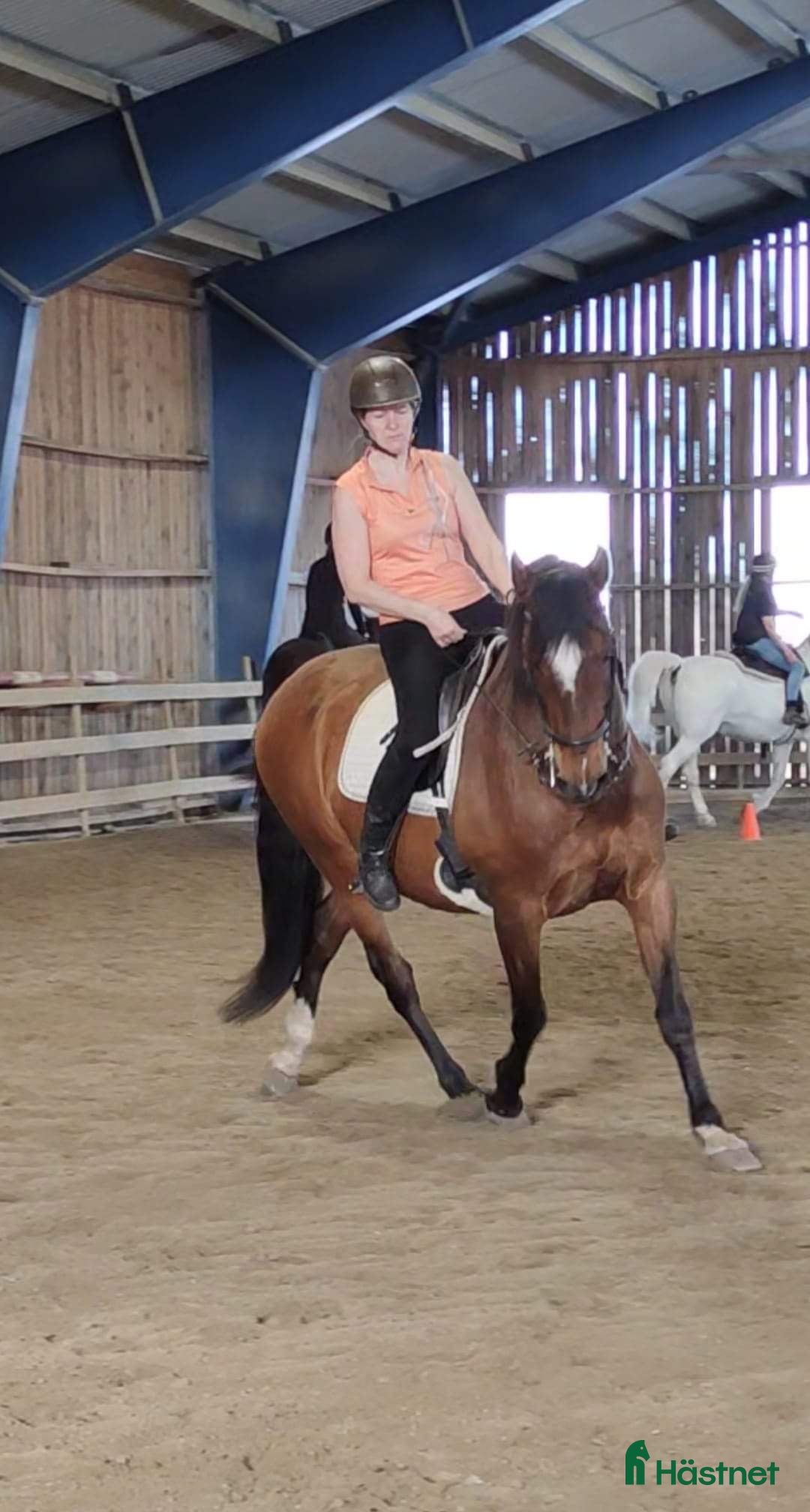  hästar Trygg gentleman, perfekt tanthäst  - Annons 1