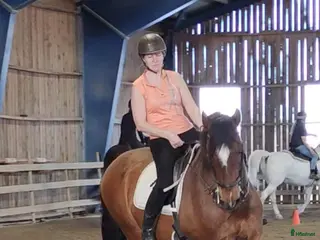 hästar Trygg gentleman, perfekt tanthäst - Annons 1