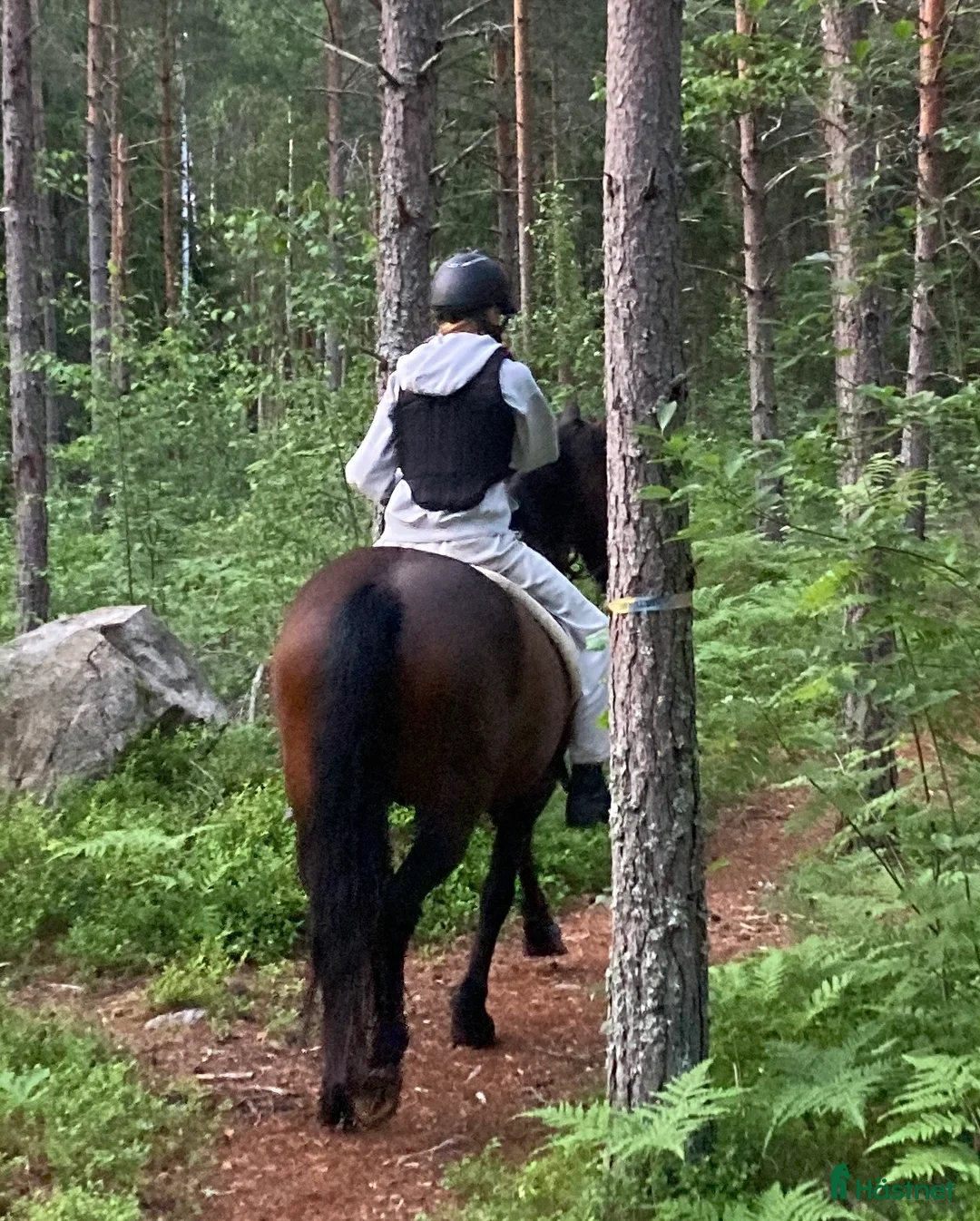  hästservice finnes: Boxplats/lösdrift NorrKivsta Sala - Annons 6