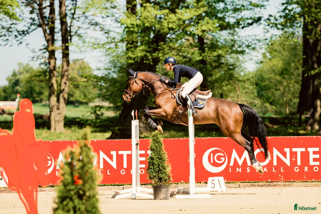  hästservice finnes: Förmedling, utbildning, träning, tävling i Skultuna - Annons 8