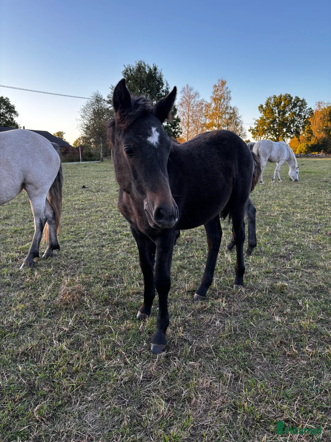 Allround hästar till salu: Connemarasto blivande överhöjdare  i Vederslöv - Annons 4