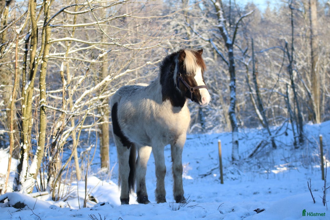 Island hästar till salu: Unghingst söker sin egna människa!  - Annons 2