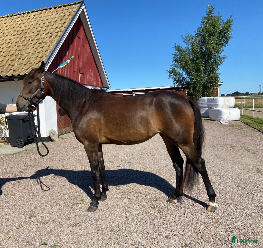 Trav hästar till salu: Distans- eller familjehäst? i Klagstorp - Annons 2