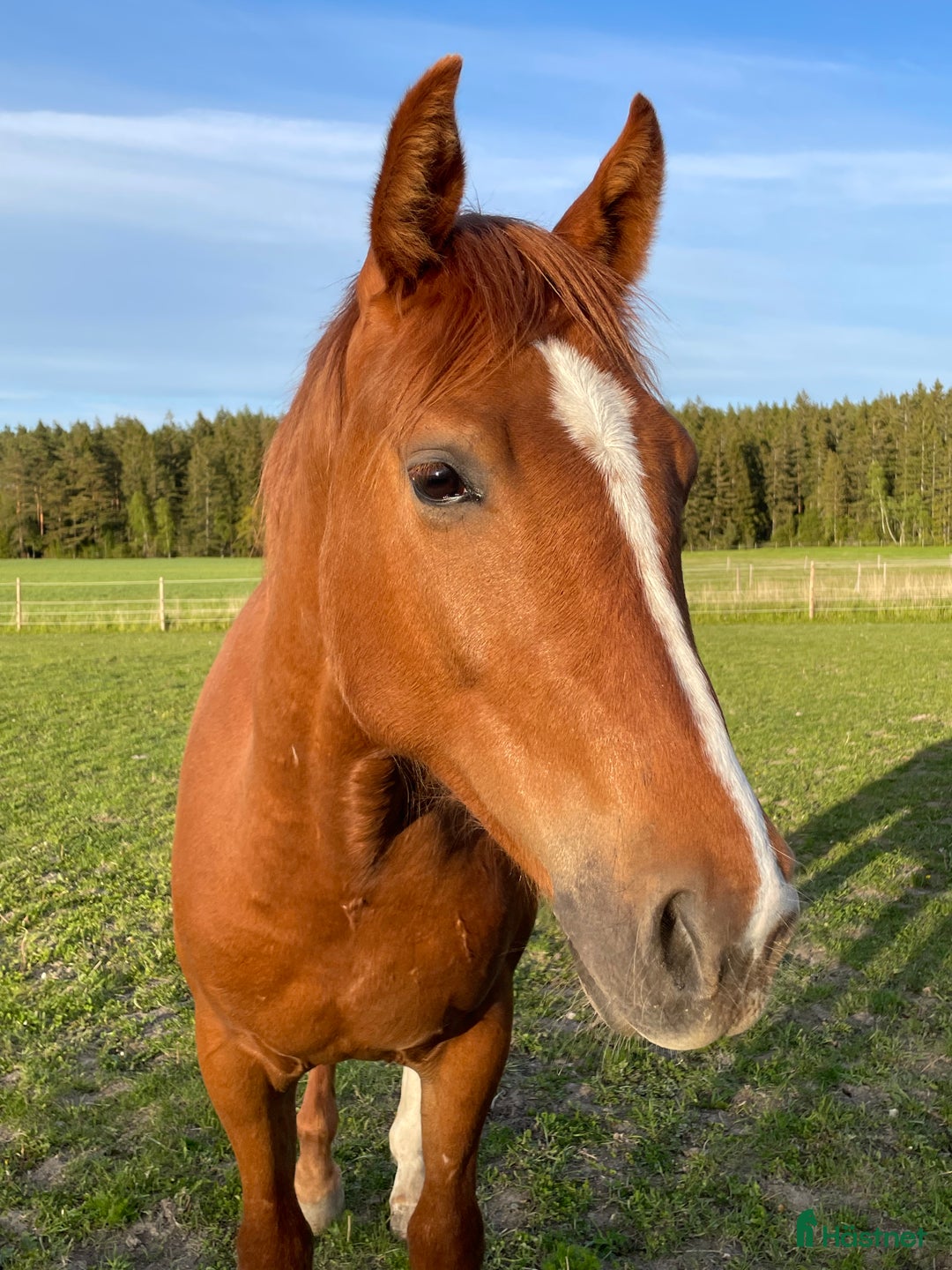 Allround hästar till salu: Elegant 2-årig valack e. Kespri DC ue. Zafferano i Bro - Annons 3