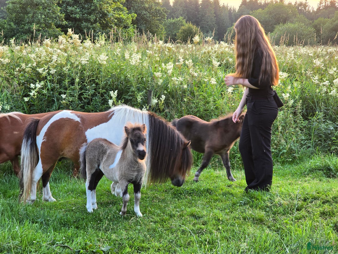 Allround hästar till salu: Bedårande minishetland i Hörby - Annons 9