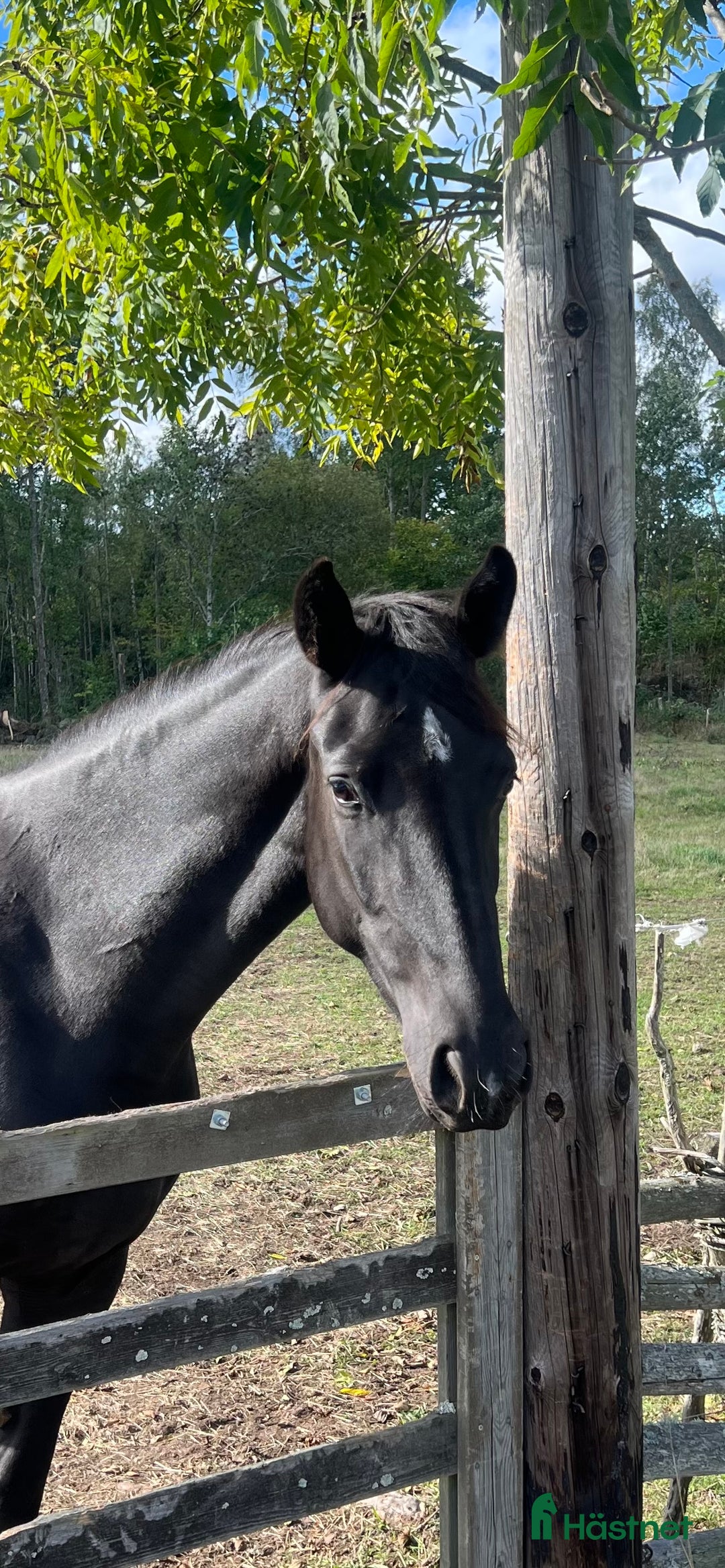 Dressyr hästar till salu: Snyggt, feminint sto e BH St Schufro  i Fågelmara - Annons 4