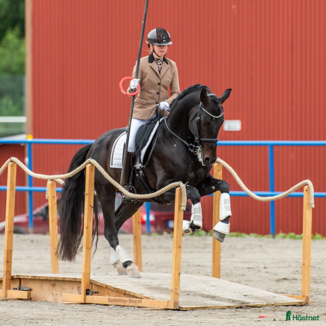 Working Equitation hästar till salu: Working Equitation/Dressyrhäst i Tygelsjö - Annons 3