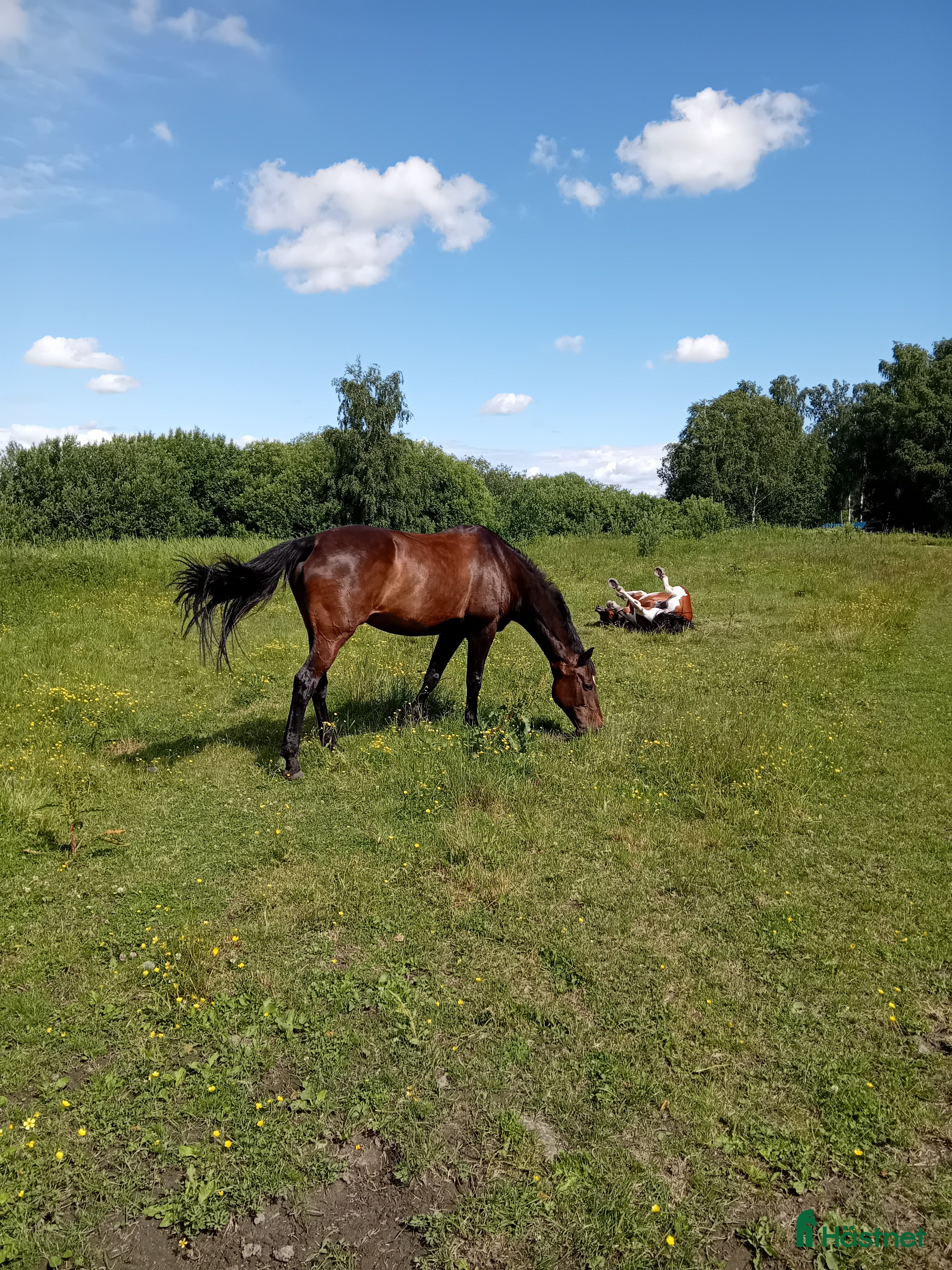  hästar Söker liten häst/ponny til för-alltid-hem i Vear - Annons 13