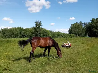 hästar Söker liten häst/ponny til för-alltid-hem i Vear - Annons 13