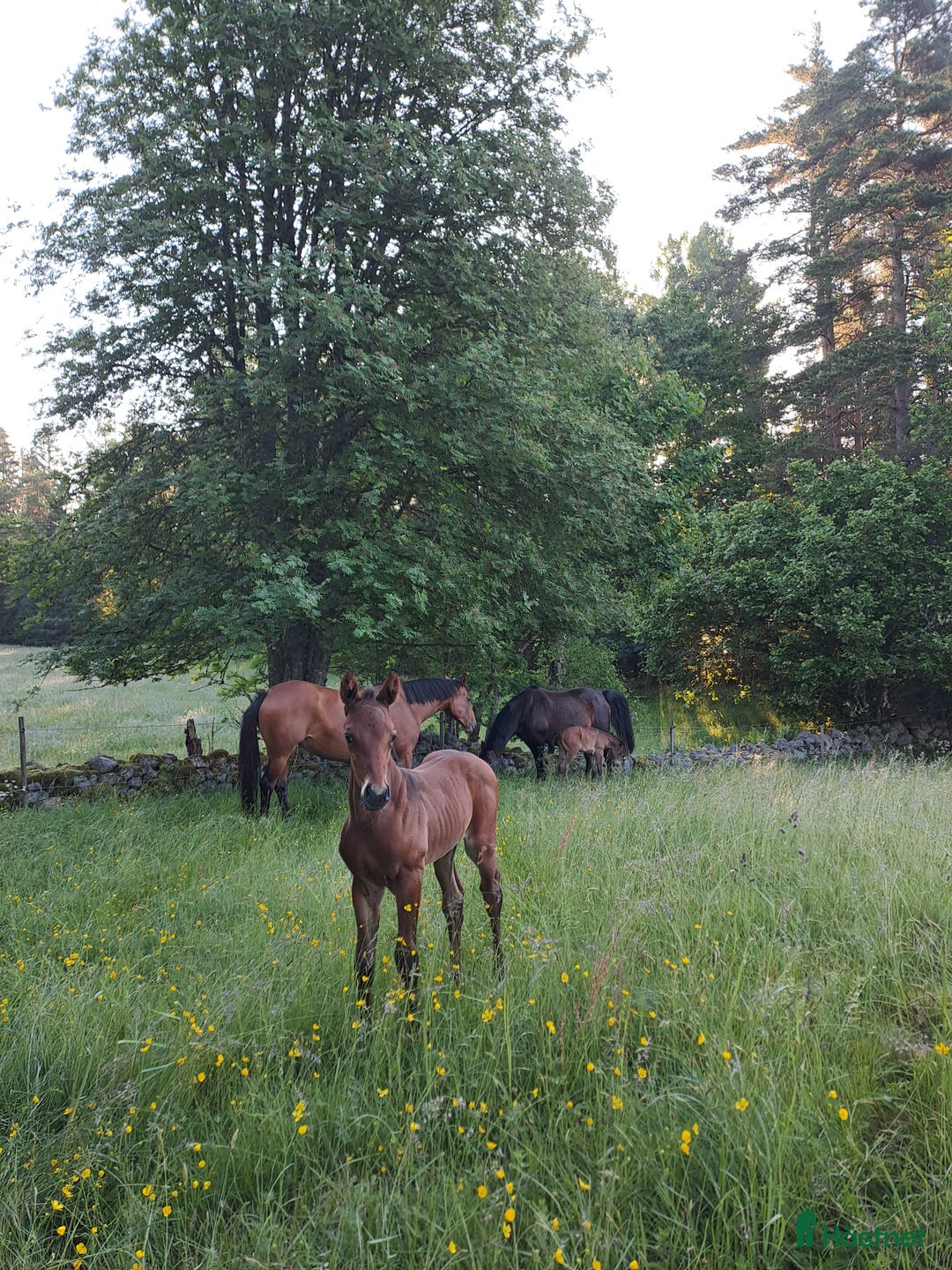 Fälttävlan hästar till salu: Åring med prestationsstark stamtavla i Bottnaryd - Annons 4