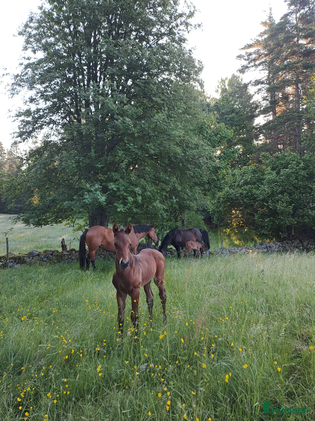 Fälttävlan hästar till salu: Åring med prestationsstark stamtavla i Bottnaryd - Annons 4