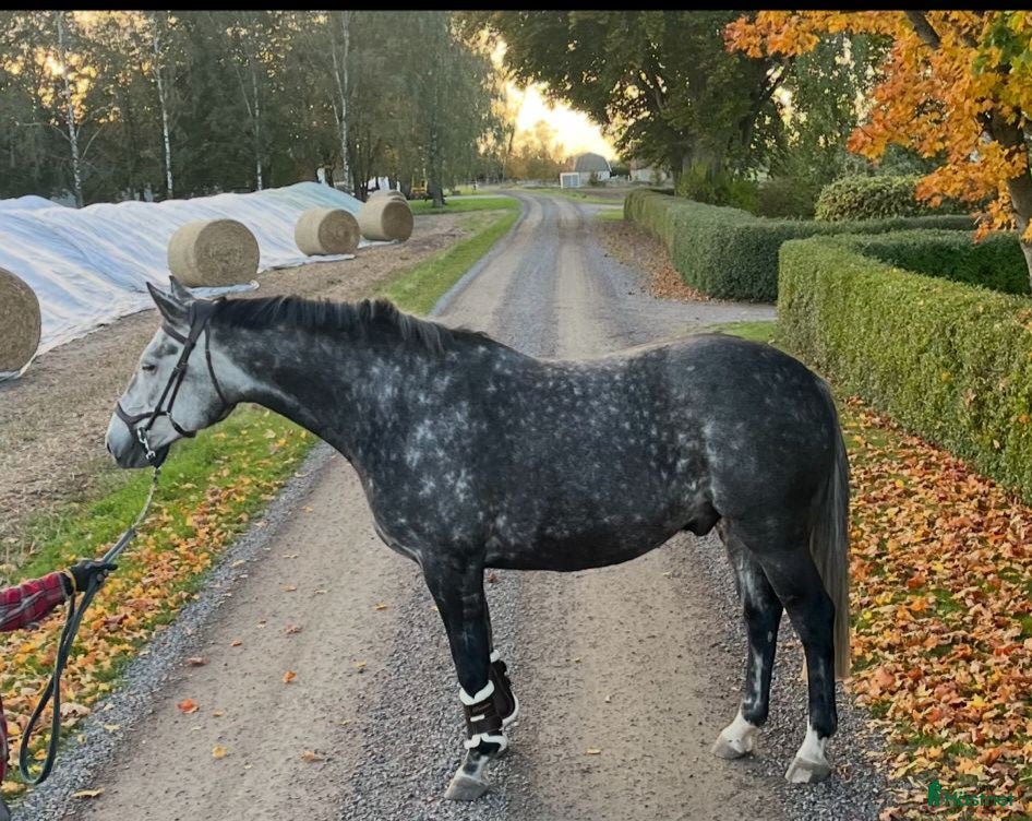  hästar Allround häst till salu i Löberöd - Annons 9