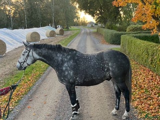 Allround hästar till salu: Allround häst till salu i Löberöd - Annons 1