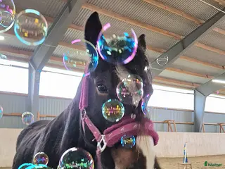 hästar Underbar kallblodstjej - Annons 18