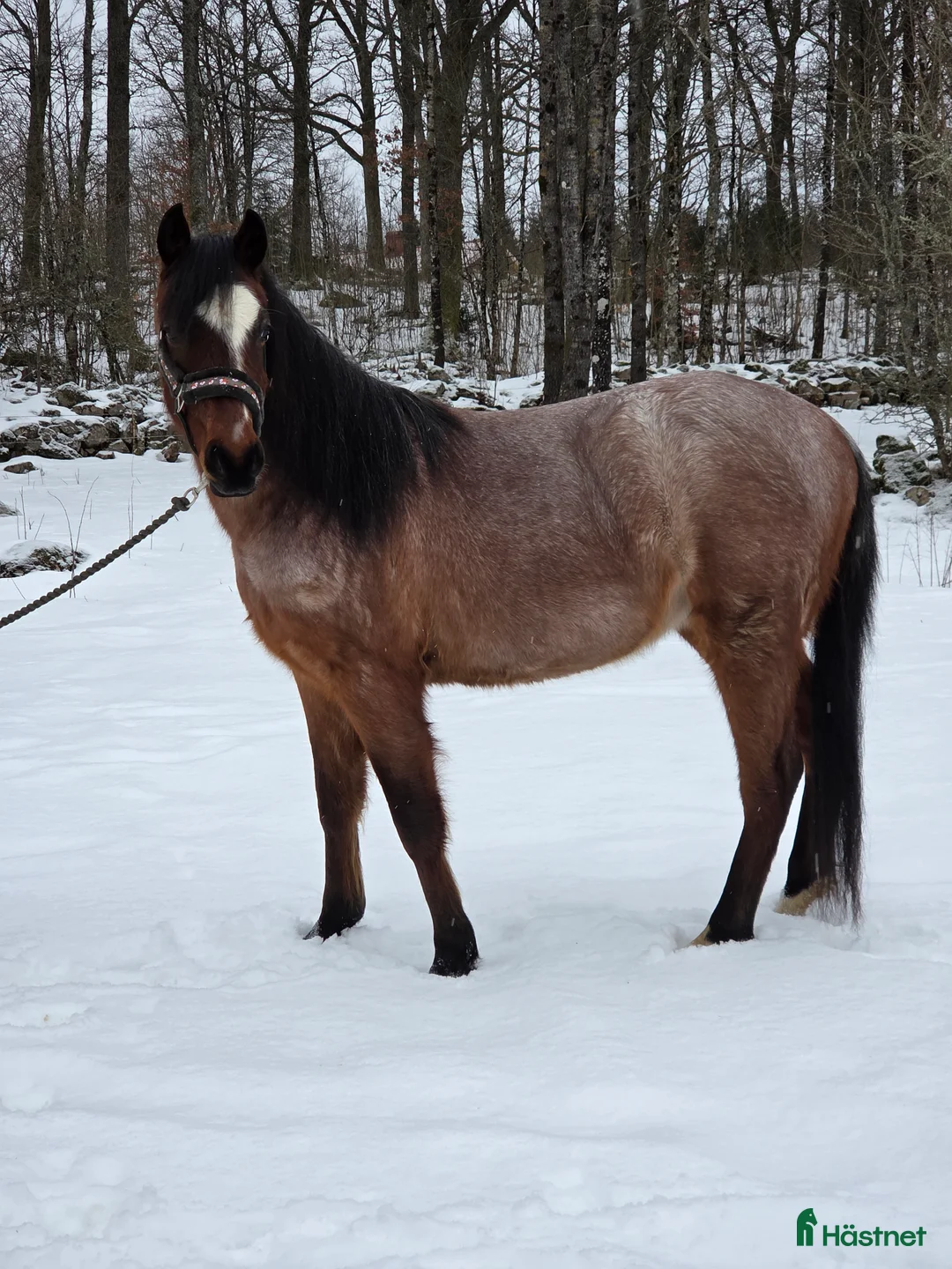 Allround hästar till salu: Welsh partbred - Annons 8