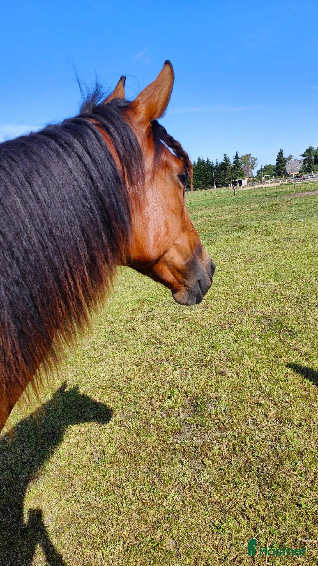 Trav hästar till salu: Sto efter Flocki D’aurcy, Iron Grace Fiona i Malmö - Annons 2