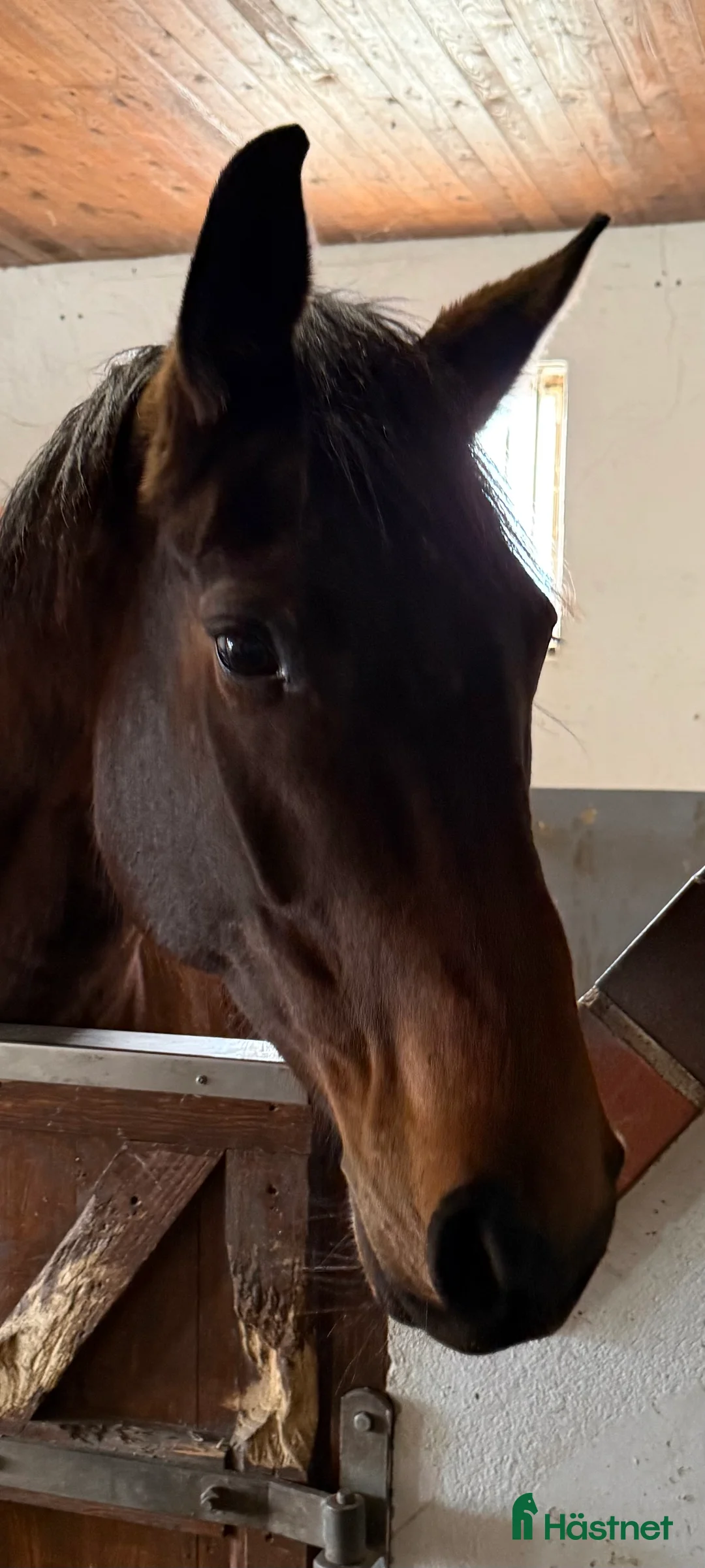 Dressyr hästar till salu: Oslipad diamant till salu. - Annons 3