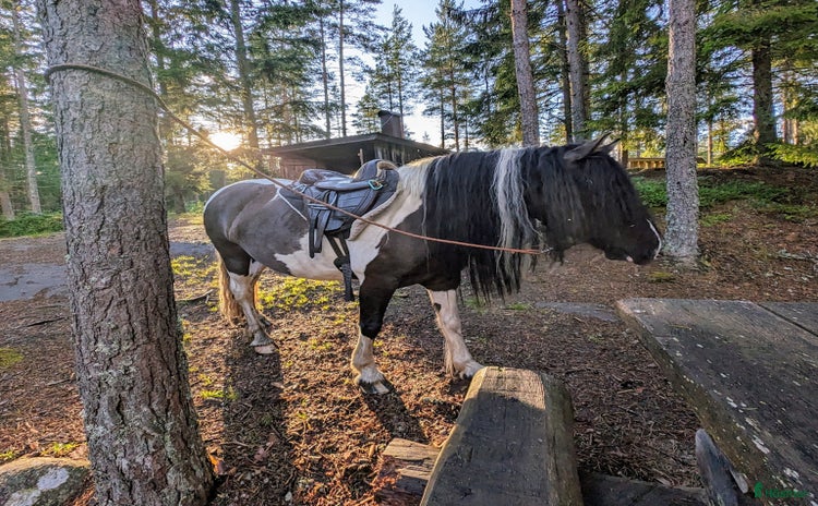  hästar i Nossebro - Annons 2