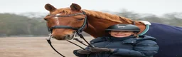 Dressyr hästar sökes: Dressyrhäst sökes - Annons 6