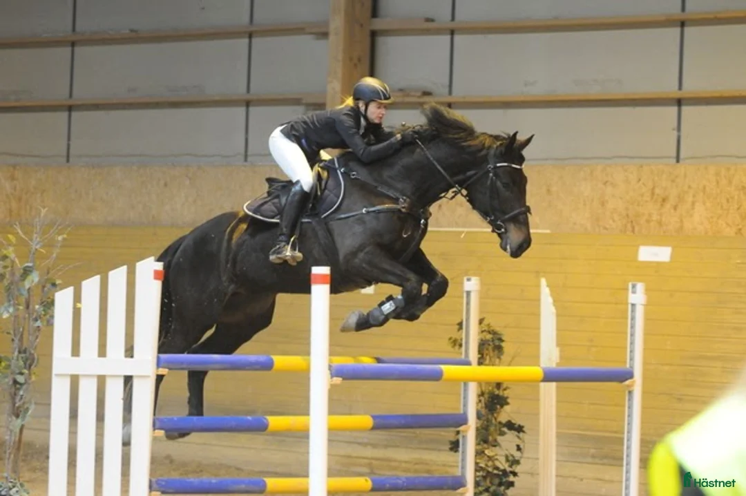 Allround hästar till salu: Läromästare / ”tanthäst” - Annons 4