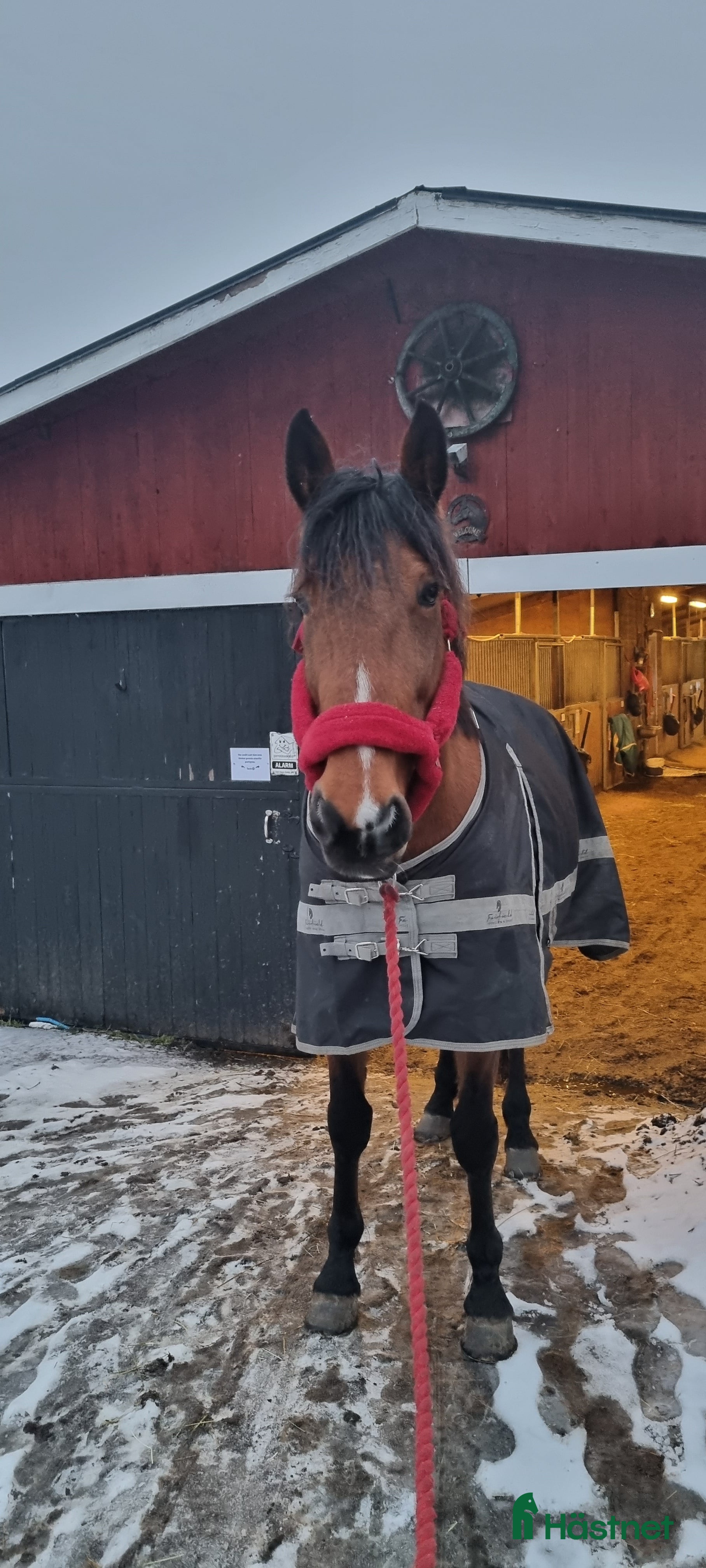 Övrig Hästutrustning hästutrustning till salu: Röd fluffgrimma  i Huddinge - Annons 3