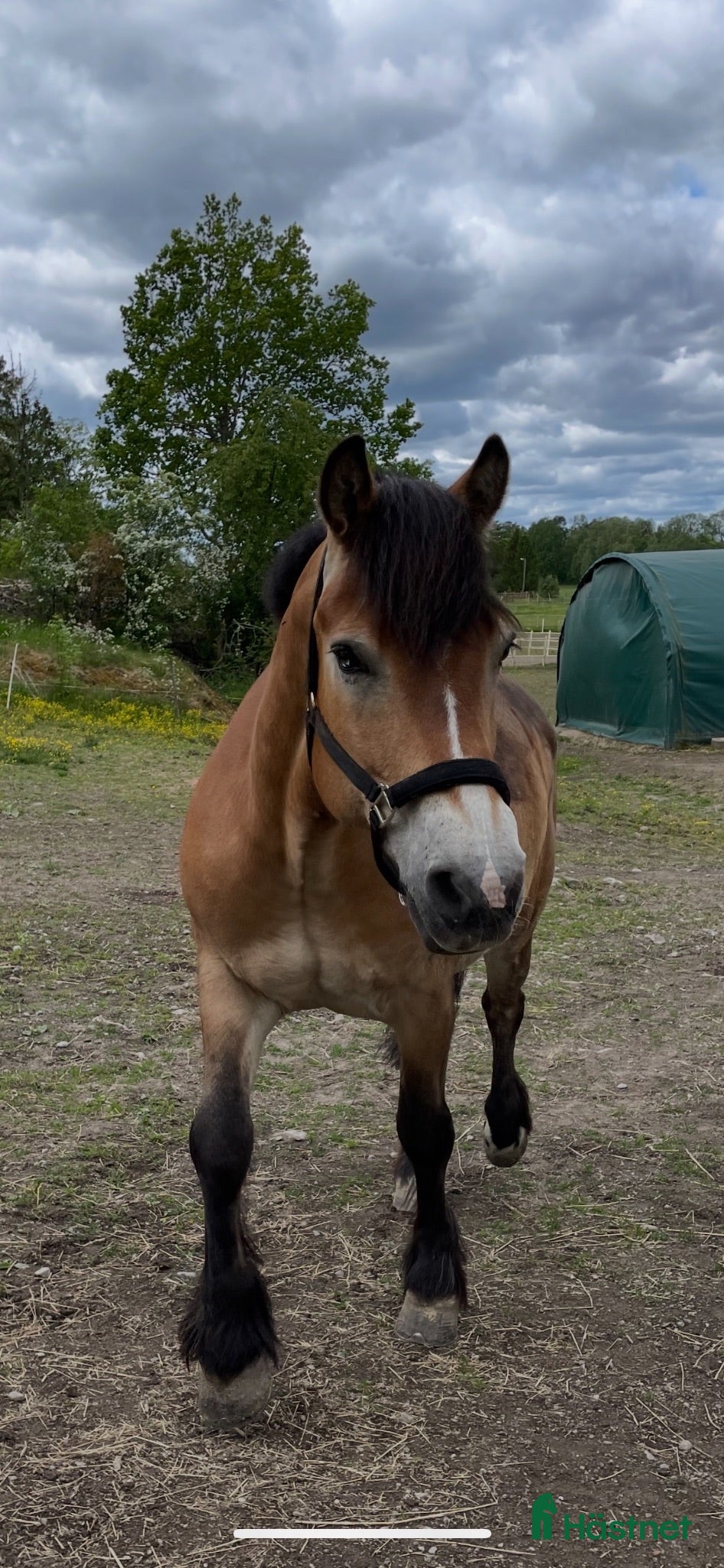  hästar Söker kallblodstravare till ridning  - Annons 3