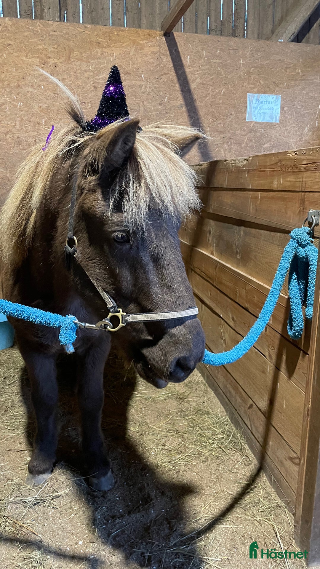  hästservice finnes: Höstlovsridläger i Bergslagen i Riddarhyttan - Annons 7