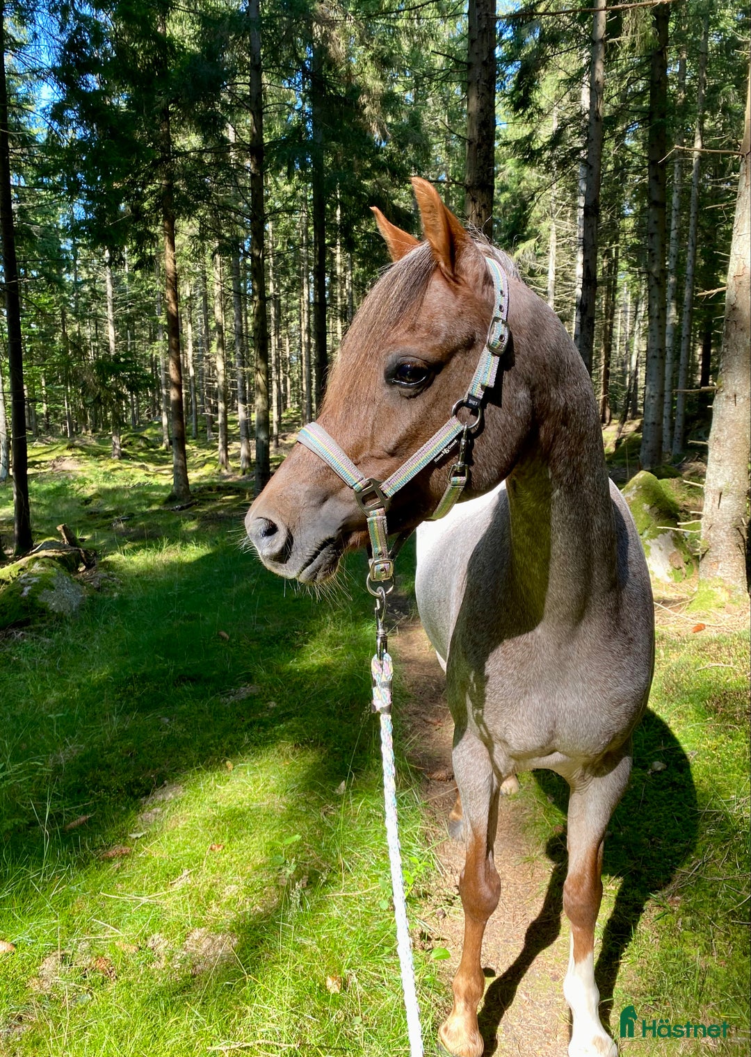 Allround hästar till salu: ✨ Fantastisk welshponny ✨ i Bromölla - Annons 3