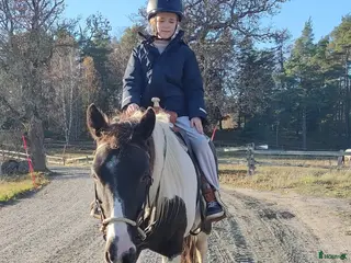 hästar 5 årig paint mix med ett fantastiskt temperament ⭐ i Brottby - Annons 1