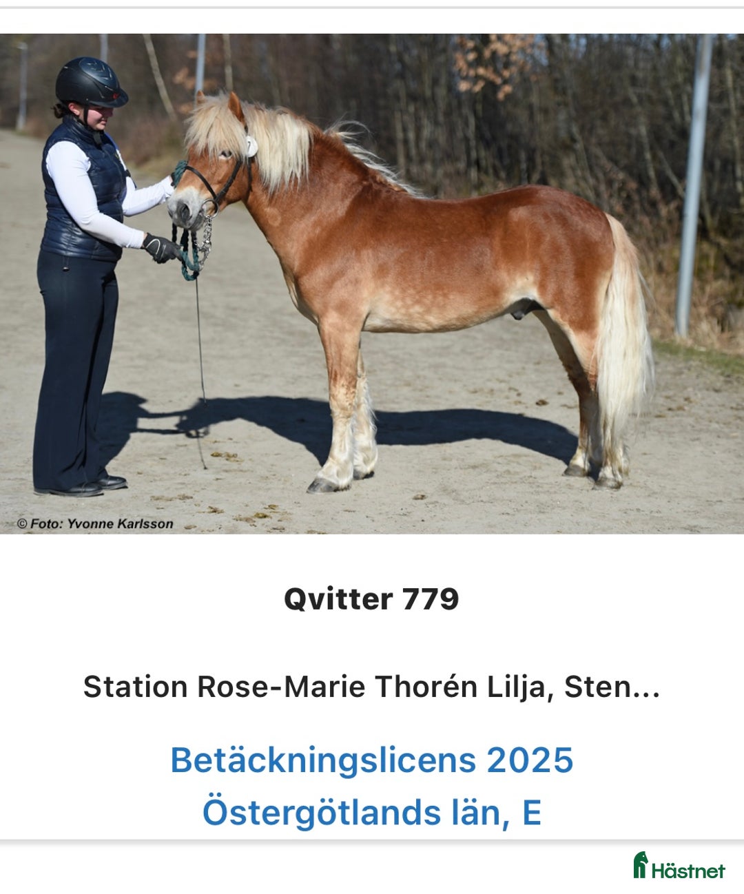 Allround hästar till salu: Fjord & Russ i Ulrika - Annons 6