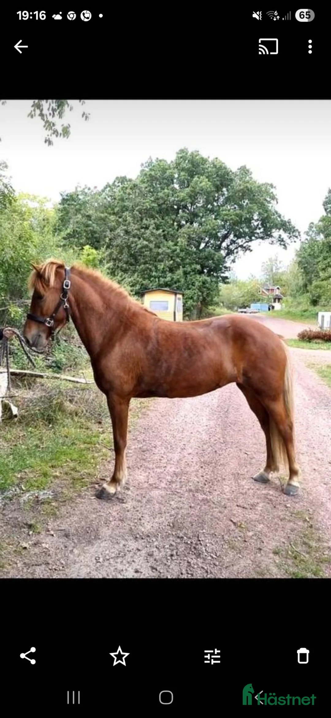 Island hästar till salu: 1 årig hingst - Annons 7