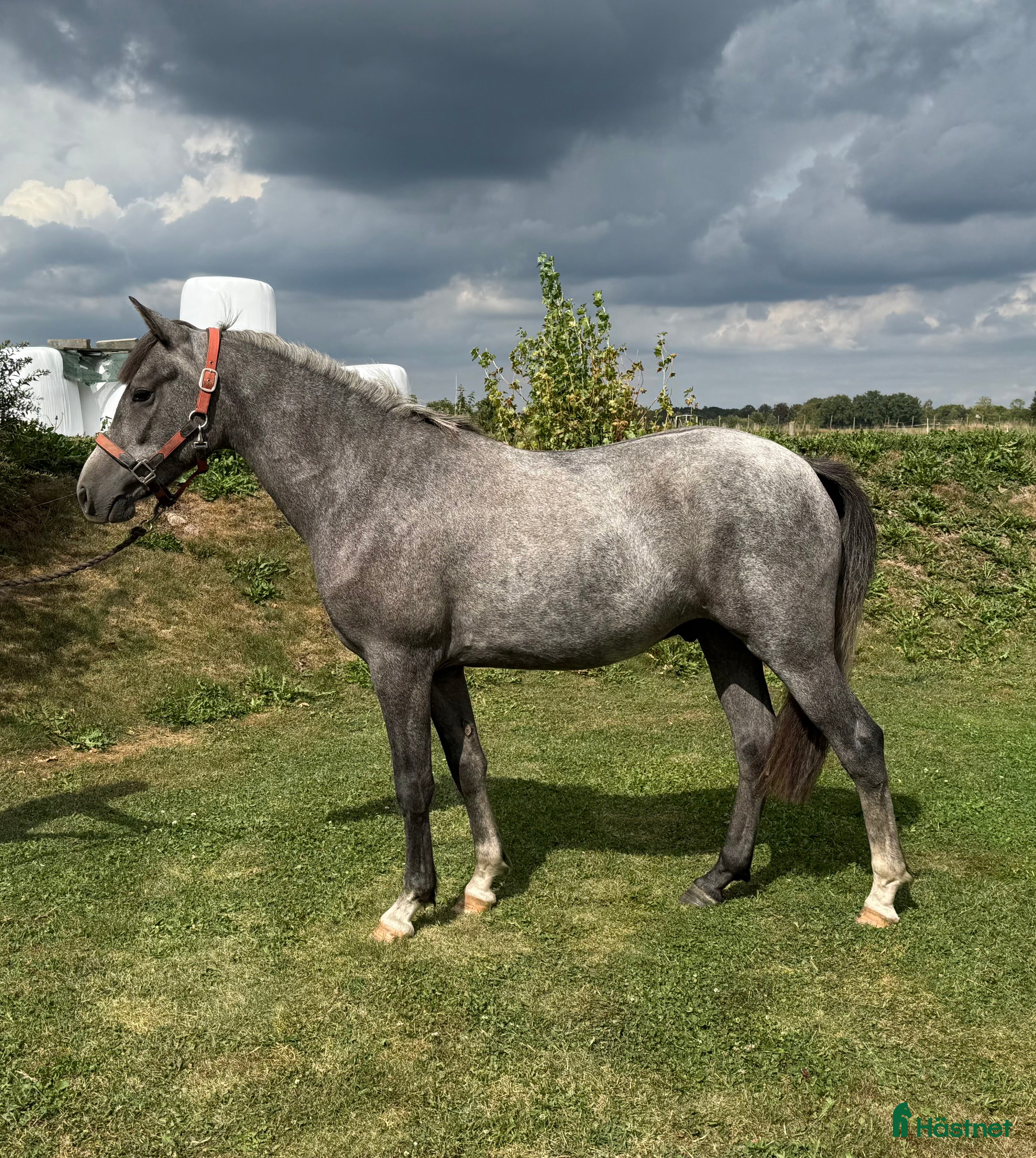  hästar Framtida tävlingsponny🤩 i Kågeröd - Annons 2