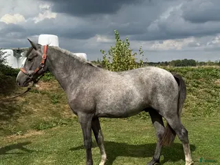 hästar Framtida tävlingsponny🤩 i Kågeröd - Annons 2