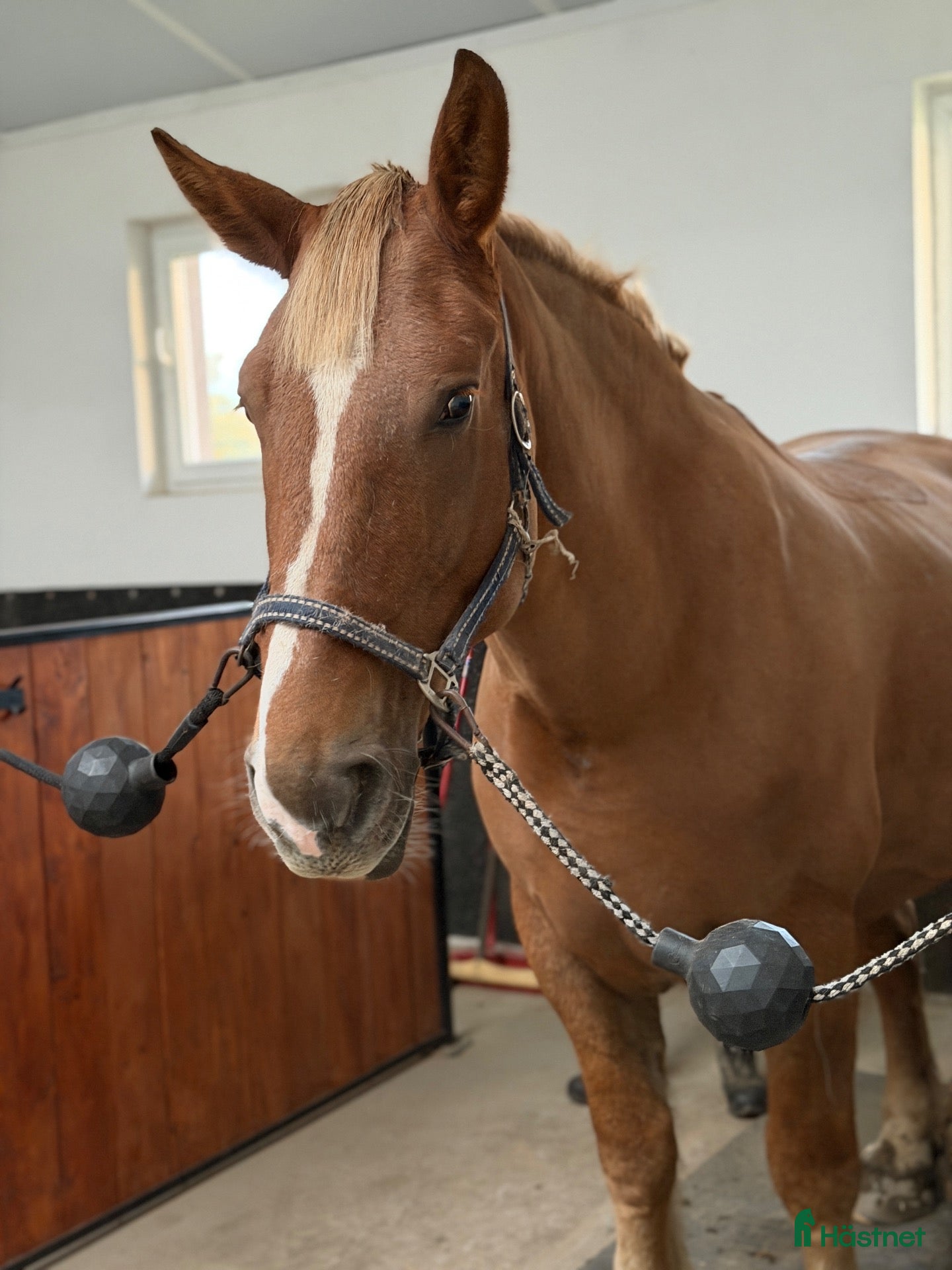  hästar Calm and safe mare for hobby! - Annons 6