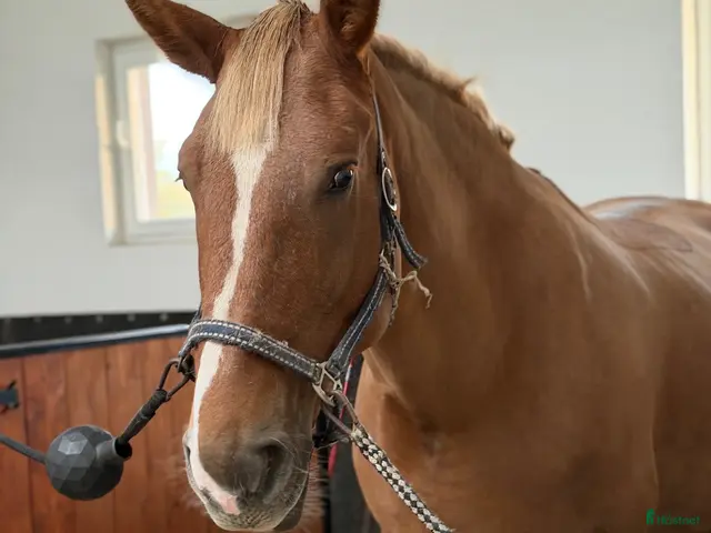 hästar till salu: Calm and safe mare for hobby! - Annons 11