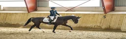 Allround hästar till salu: Snäll 4-åring - Annons 2
