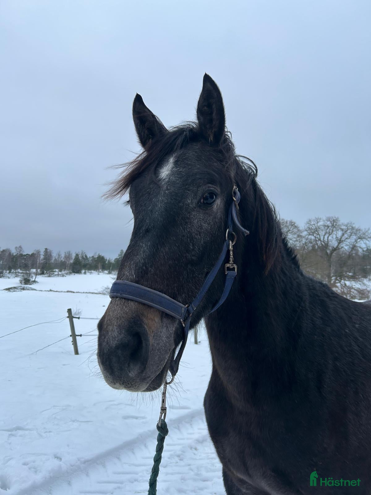  hästar Unghäst för framtiden  i Norrtälje - Annons 5