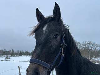 hästar Unghäst för framtiden i Norrtälje - Annons 4