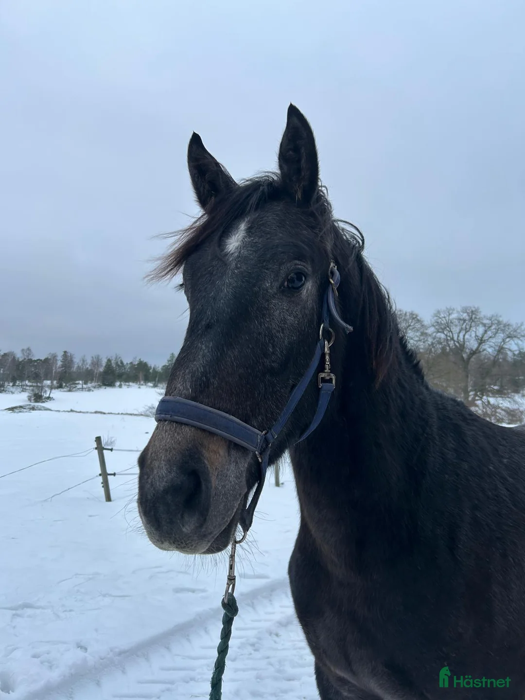Hoppning hästar till salu: Unghäst för framtiden  i Norrtälje - Annons 1