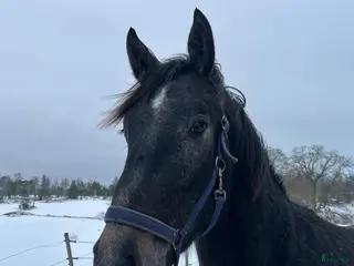 hästar Unghäst för framtiden i Norrtälje - Annons 5